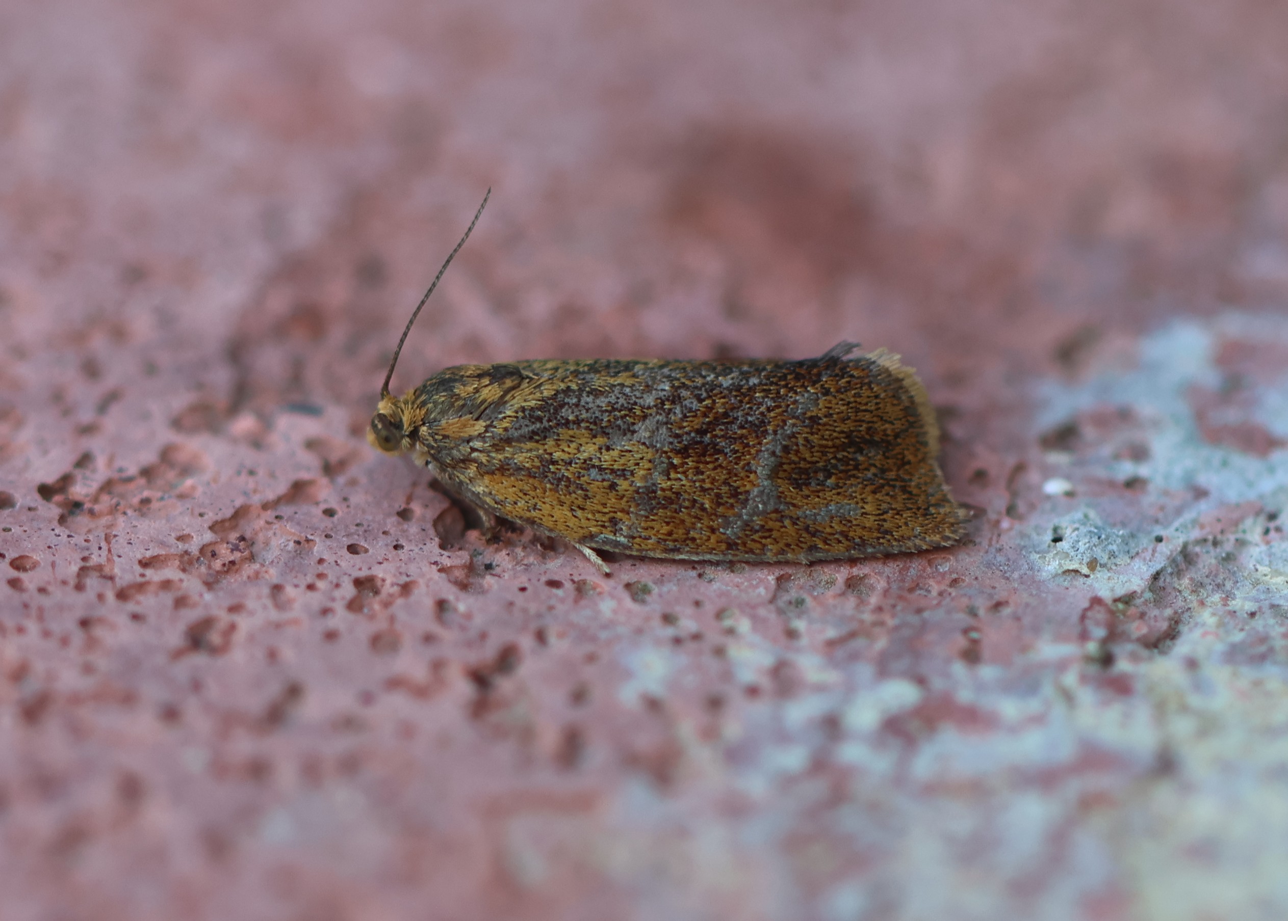 Photo of Brindled Twist (Ptycholoma lecheana)